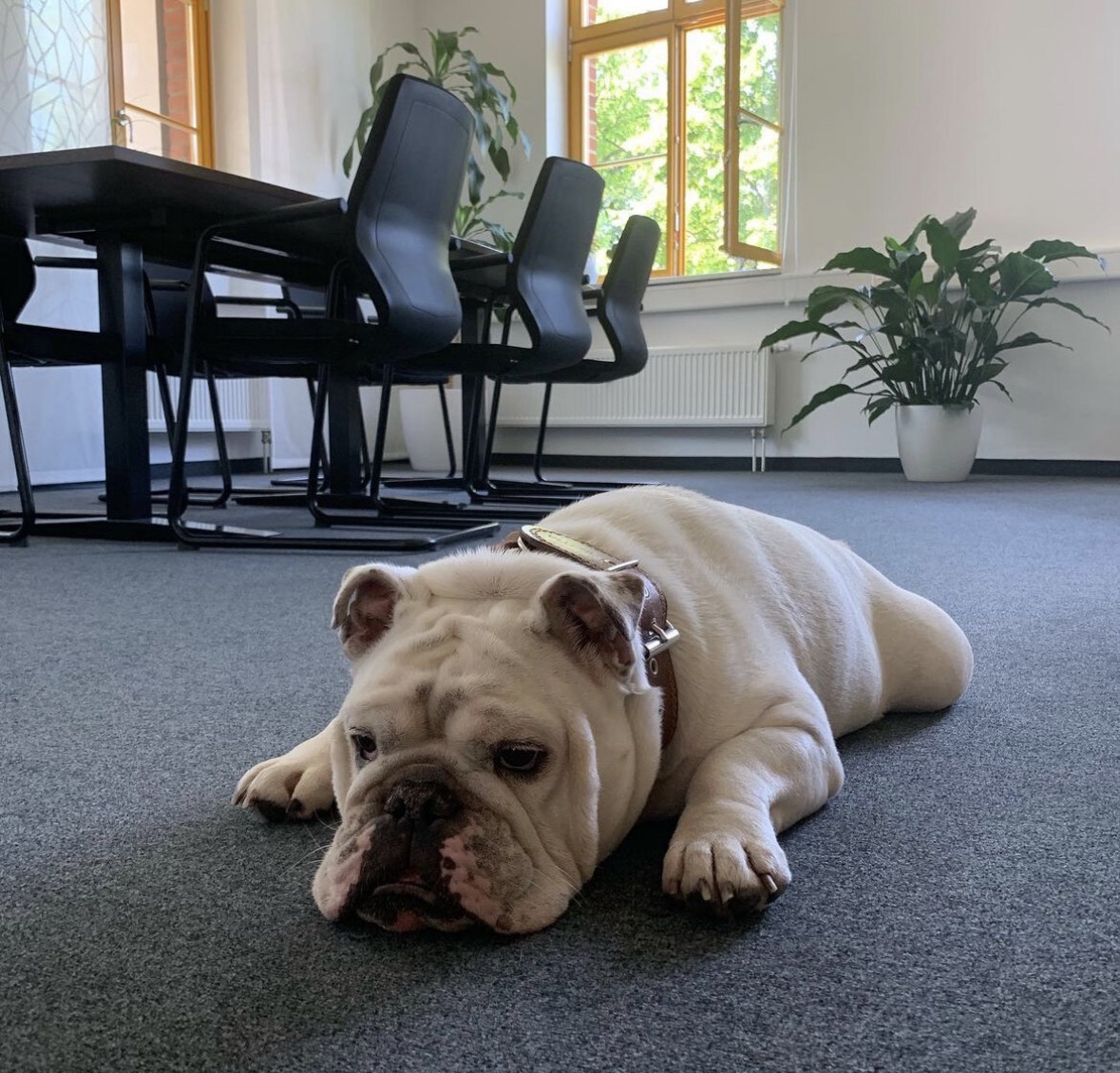 Elvis — unser Bürohund